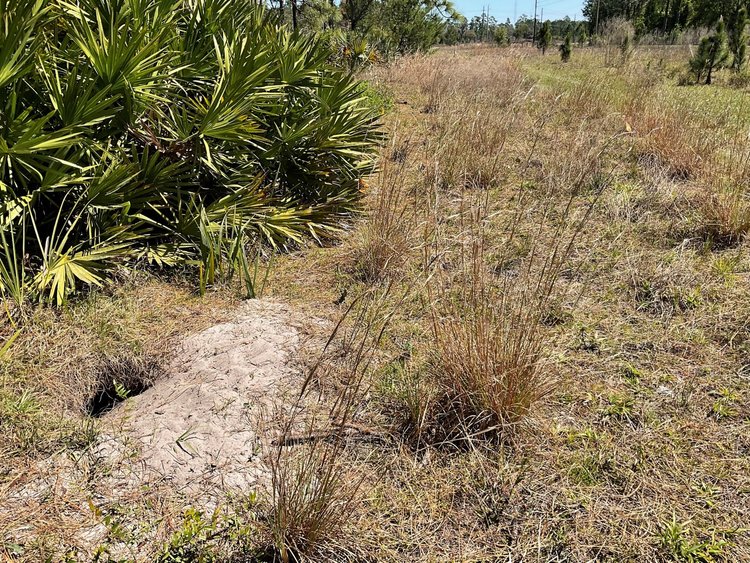 The gopher tortoise burrow